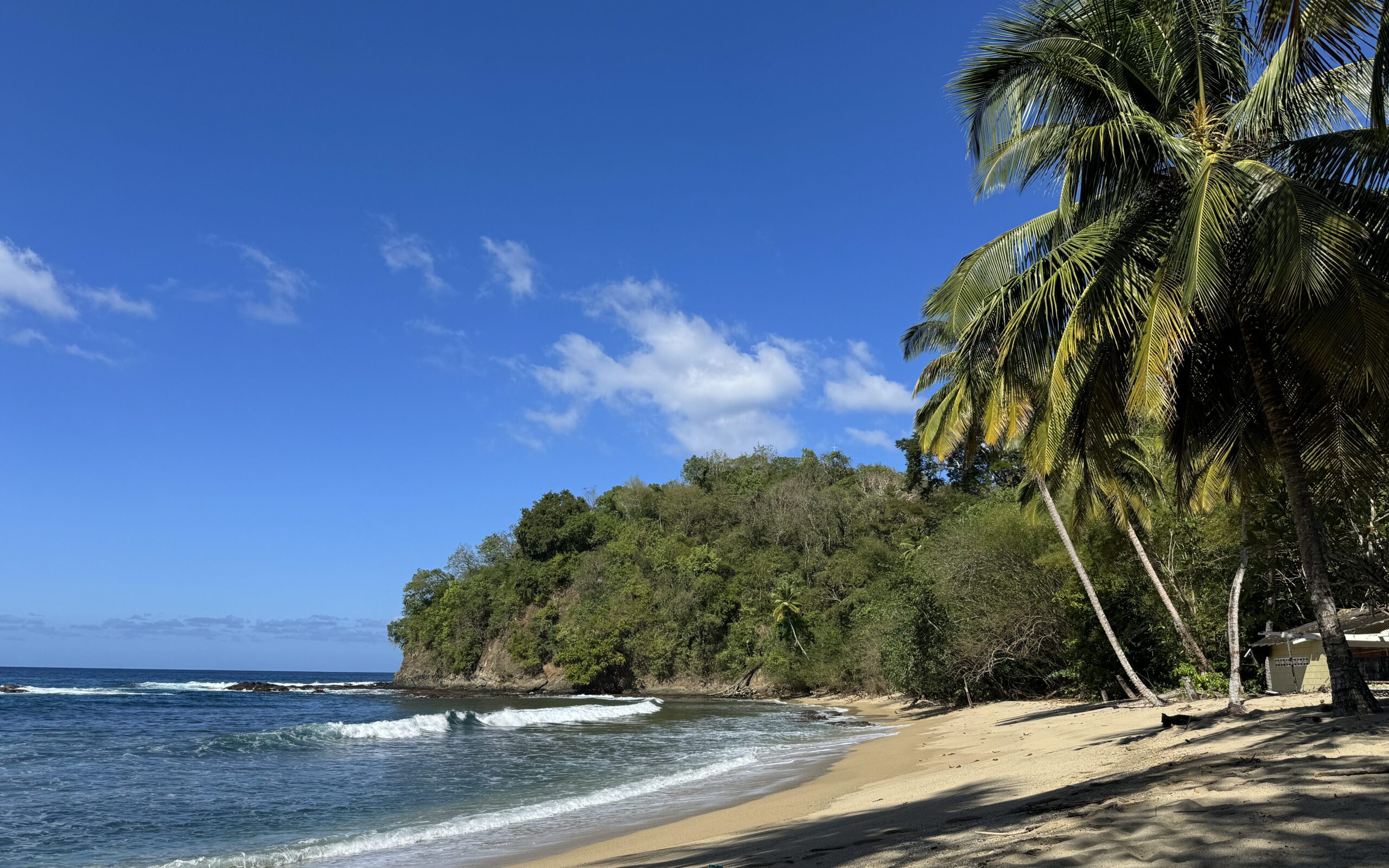 Sandy beach with palm trees